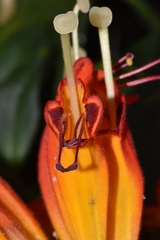 Aeschynanthus speciosus