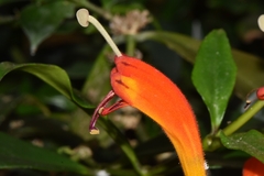Aeschynanthus speciosus