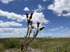 Cirsium hydrophilum