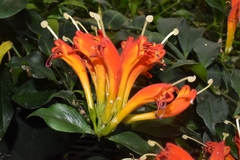 Aeschynanthus speciosus