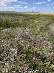 Cirsium hydrophilum