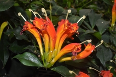 Aeschynanthus speciosus