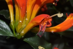Aeschynanthus speciosus