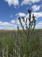 Cirsium hydrophilum
