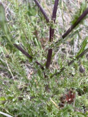 Cirsium hydrophilum