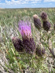 Cirsium hydrophilum