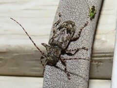 Aegomorphus modestus