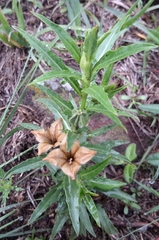 Angiospermae