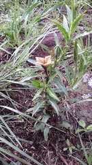 Angiospermae