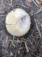 Pholiota nubigena