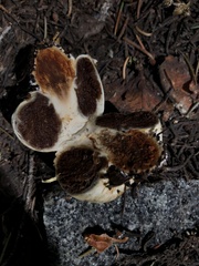 Pholiota nubigena