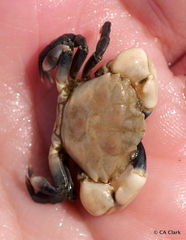 Lophopanopeus leucomanus