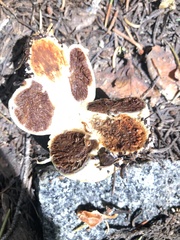 Pholiota nubigena