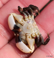 Lophopanopeus leucomanus