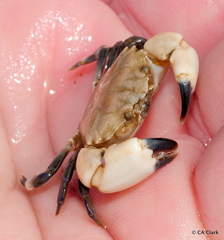 Lophopanopeus leucomanus