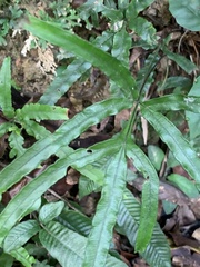 Pteris cadieri