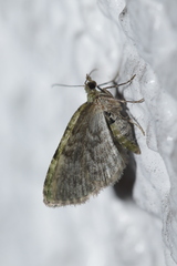 Chloroclystis v-ata