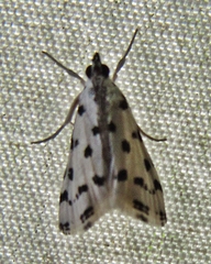 Eustixia pupula
