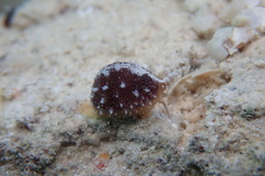 Niveria quadripunctata
