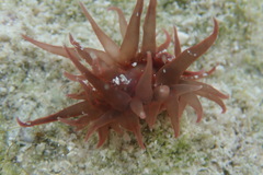 Anemonia sargassensis