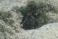 Neogonodactylus bredini