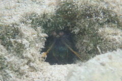 Neogonodactylus bredini