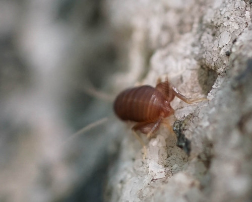 Eastern Ant Cricket photo 5