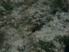 Neogonodactylus bredini