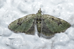 Chloroclystis v-ata
