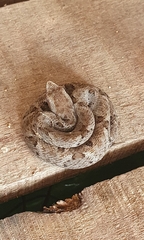 Bothrops leucurus