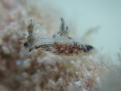 Polycera odhneri
