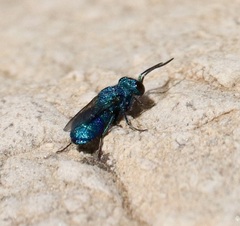 Ceratochrysis