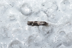 Mompha subbistrigella