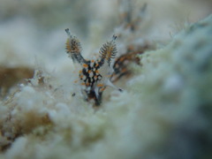 Polycera odhneri