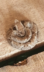 Bothrops leucurus