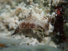Polycera odhneri