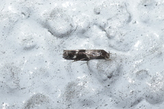 Mompha subbistrigella