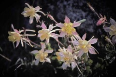 Aquilegia pubescens