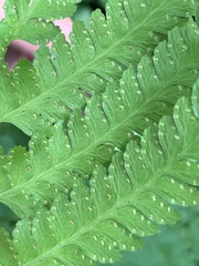Microlepia krameri