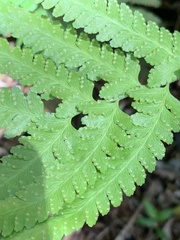 Microlepia krameri