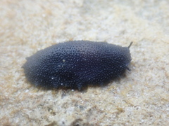 Onchidella floridana