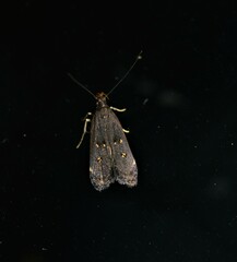 Dichomeris juncidella