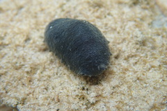 Onchidella floridana