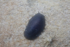 Onchidella floridana