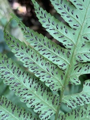 Diplazium taiwanense