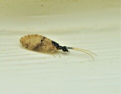 Sympherobius barberi