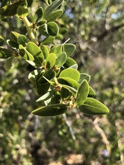 Ceanothus pendletonensis