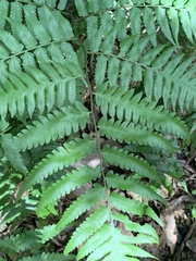 Diplazium taiwanense