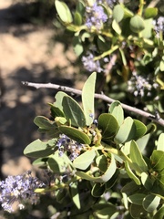 Ceanothus pendletonensis