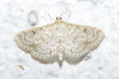 Anania perlucidalis